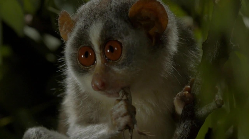 The Wildlife Of India